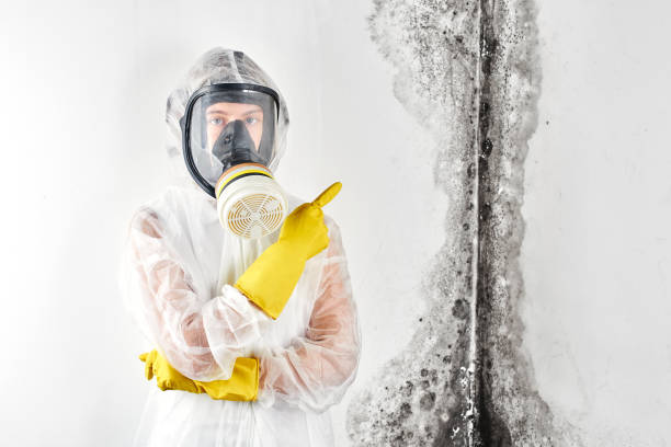 Best Mold Prevention Services  in Black Diamond, FL